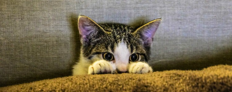 猫咪胸膜渗液是怎么一回事