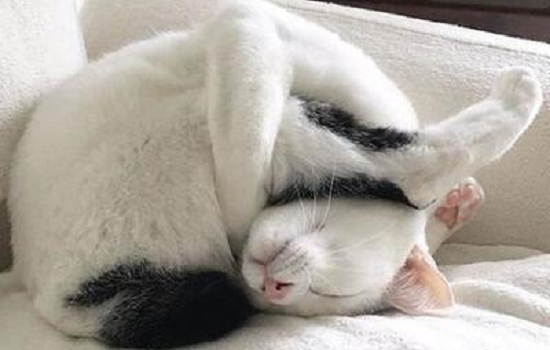 猫有跳蚤怎么处理