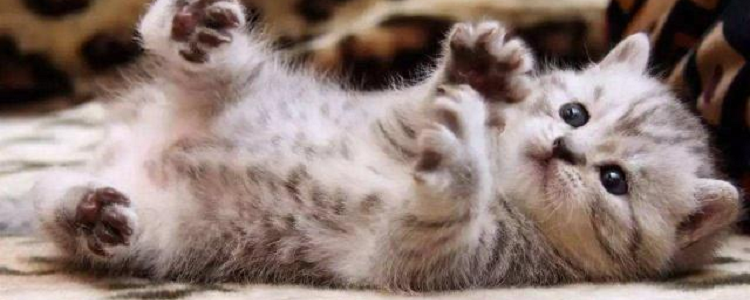 猫有跳蚤怎么处理