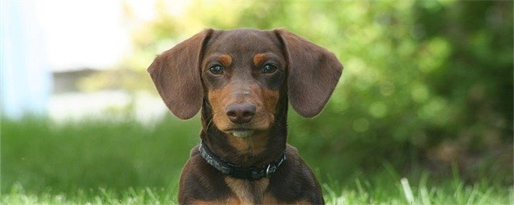 狗狗不能吃的坚果有哪些