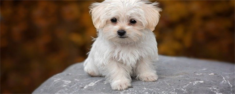 狗狗可以吃豆角吗