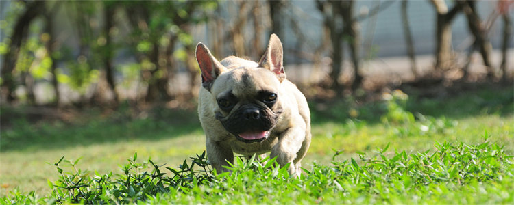 法斗为什么喜欢放屁