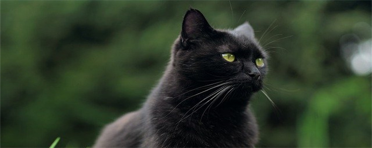 幼猫软便但是精神很好怎么办