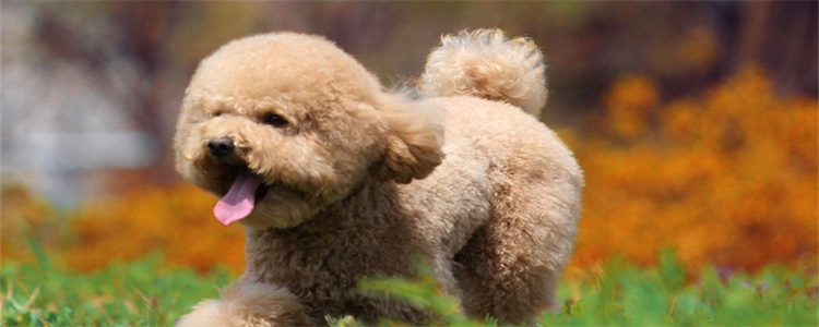 泰迪断尾留多长