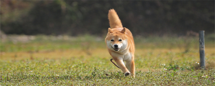 柴犬是哪个国家的