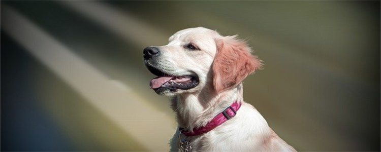 金毛夏天掉毛严重正常吗