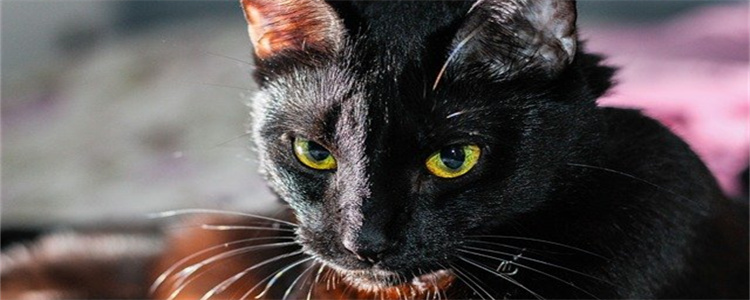 猫咪公母怎么区分