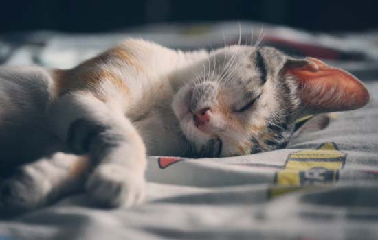 猫咪睡觉时为什么会卷起来