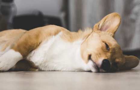 柯基耳朵耷拉下来,是什么原因