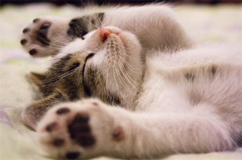 如何判断幼猫眼睛瞎了