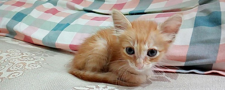 小奶猫快不行的表现