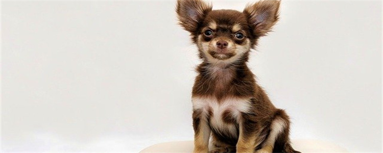 狗伤口有蛆虫怎么处理