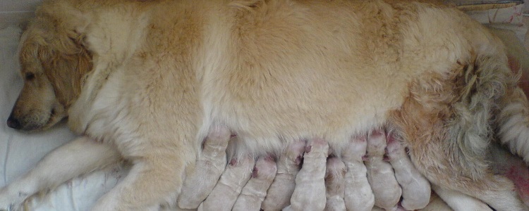 狗狗生完多久能洗澡