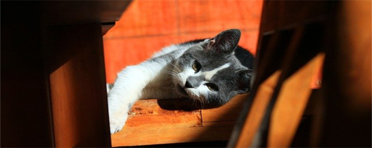 猫不吃饭怎么办