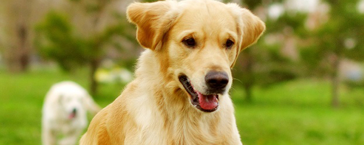 金毛夏天能热死吗