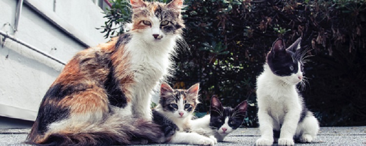 小奶猫可以吃什么食物