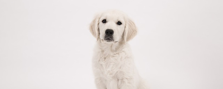 狗狗怕打雷是什么原因