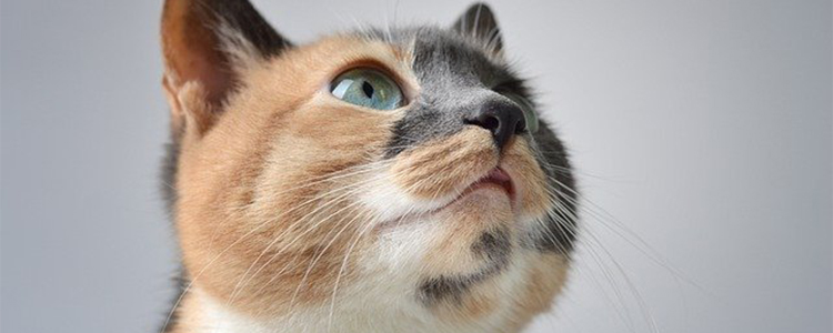 没有沐浴露猫怎么洗澡