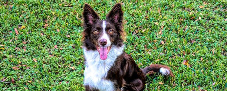 狗狗吃了蟑螂药多久算是没事