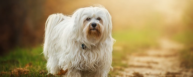 狗狗能吹电风扇睡觉吗