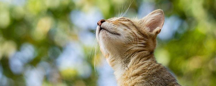 猫条一天吃多少合适