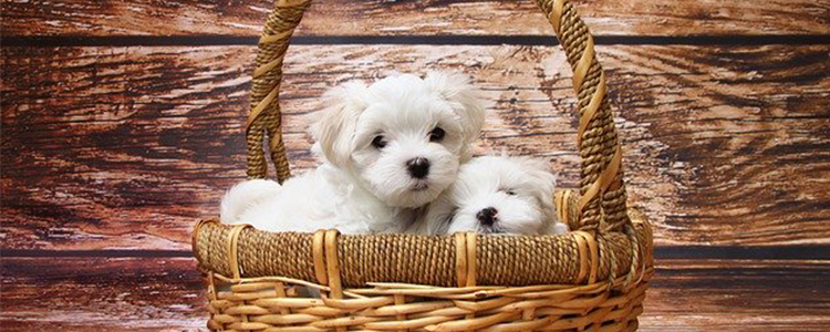 比熊多大能控制大小便