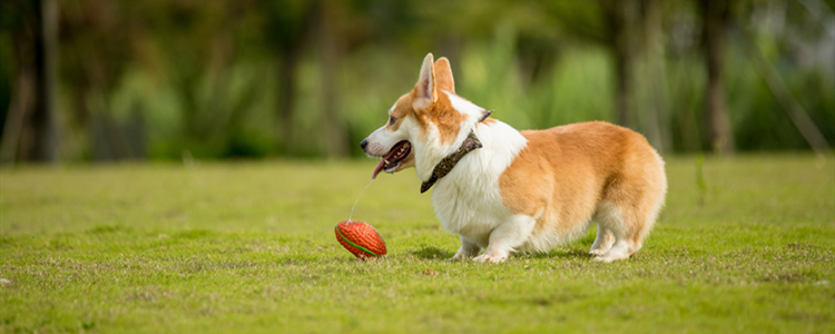 柯基犬怎么养才能养好