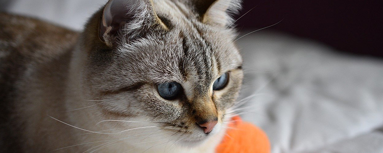 猫夏天不爱吃东西正常吗