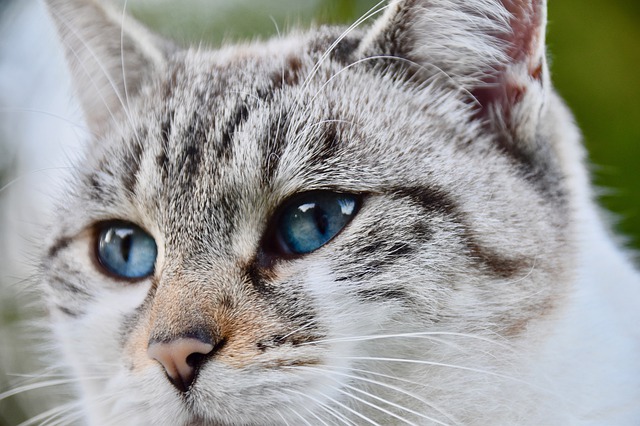 猫夏天不爱吃东西正常吗