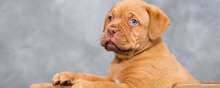 狗狗为什么要立耳