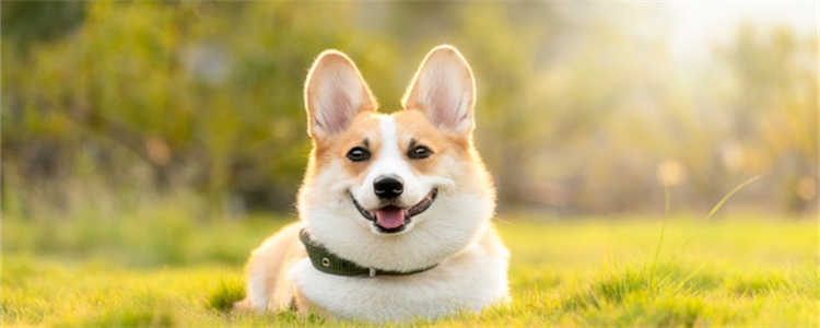 狗狗换牙期间要怎么喂