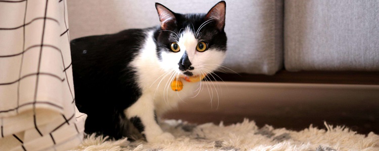 小猫不吃不喝怎么办