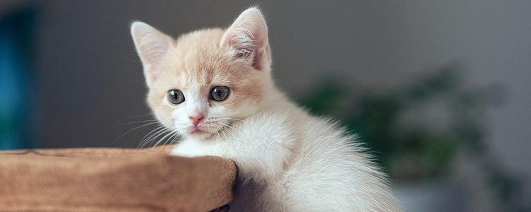 小猫有跳蚤怎么去除