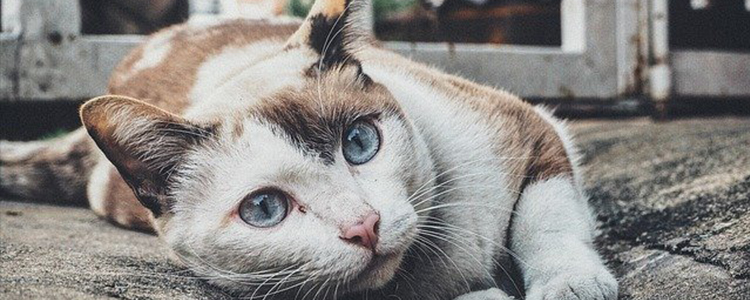 幼猫叫声拖长代表什么