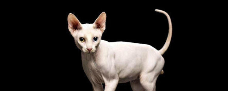 斯芬克斯猫夏天怎么养