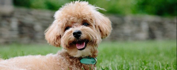 狗狗鱼肝油的正确吃法