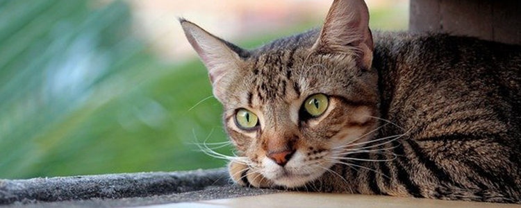 猫都可以吃什么