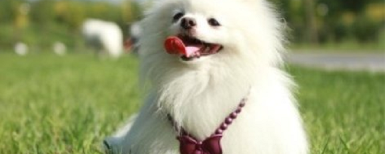 狗毛秃了一块怎么回事