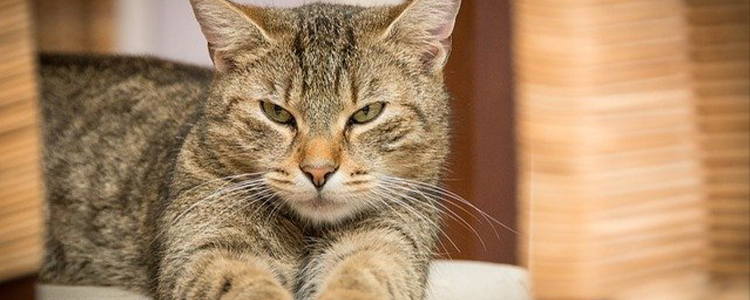 猫发完情能不能洗澡