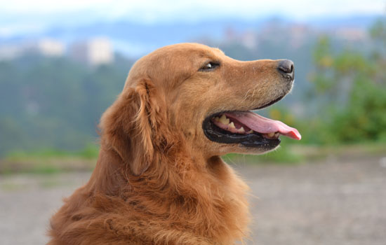 平毛寻回犬是土狗吗