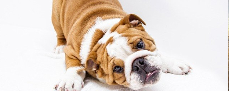 狗狗的口水有细菌吗