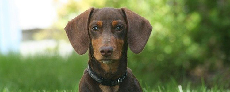 狗狗口腔臭味如何消除