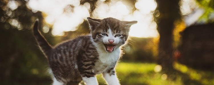 猫毛多久重新长出来