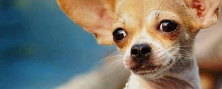 小鹿犬和吉娃娃的区别