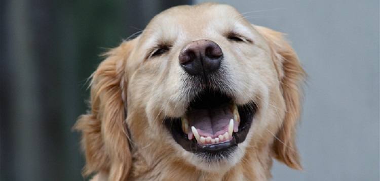 狗狗可以吃海苔片吗