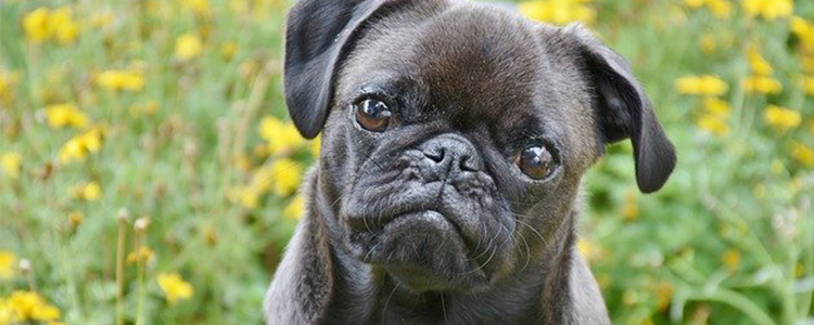 狗狗耳朵怎么清理耳螨