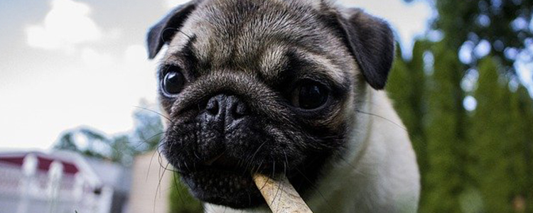 狗狗耳螨会传染人吗