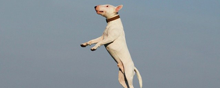 狗狗眼睛发红滴什么眼药水