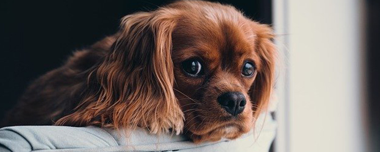 狗狗眼睛发红睁不开什么原因