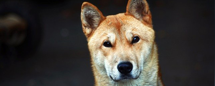 狗狗眼睛发红发炎分泌物多咋办